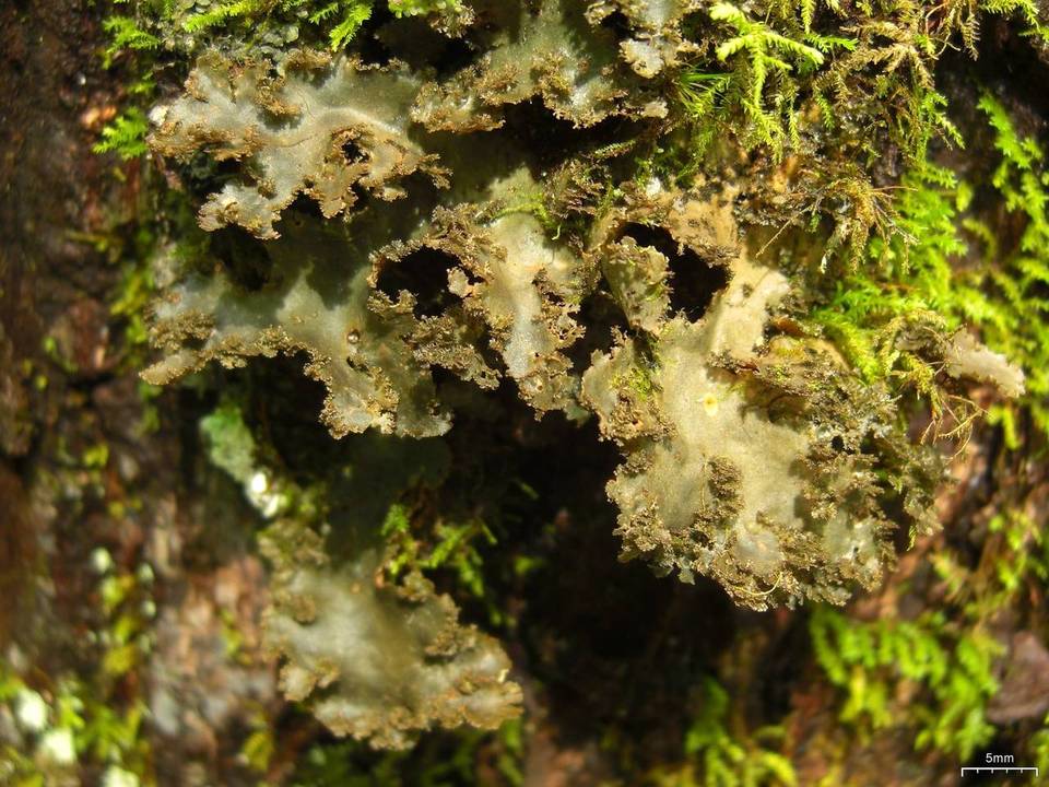 Sticta fragilinata image