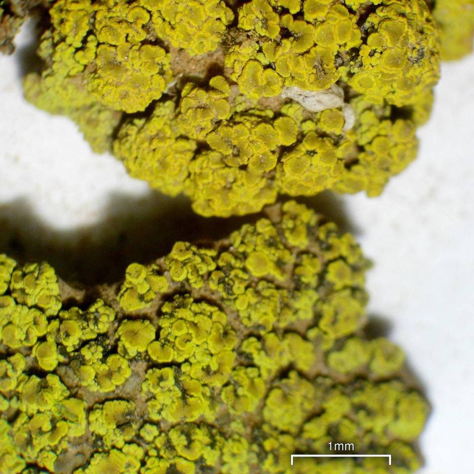 Candelariella citrina image