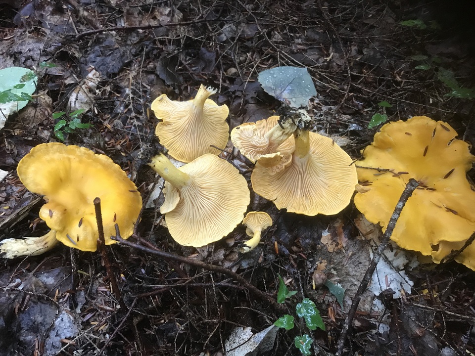 Cantharellus enelensis image