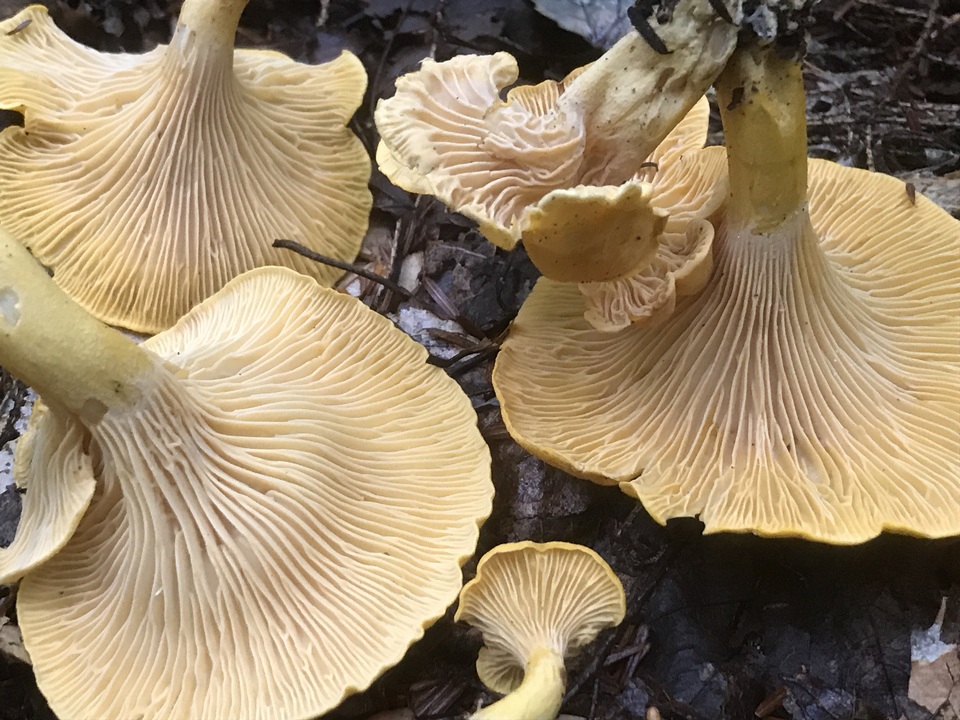 Cantharellus enelensis image