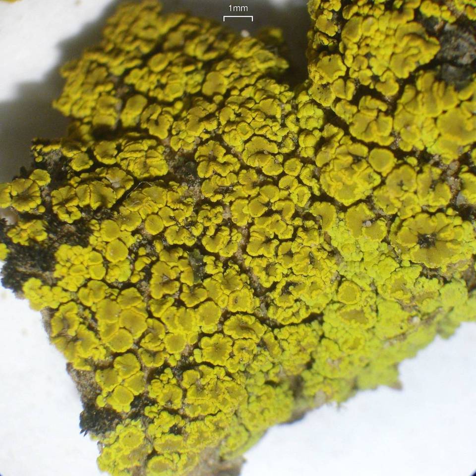 Candelariella rosulans image