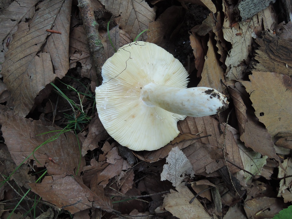 Russula ochraleucoides image