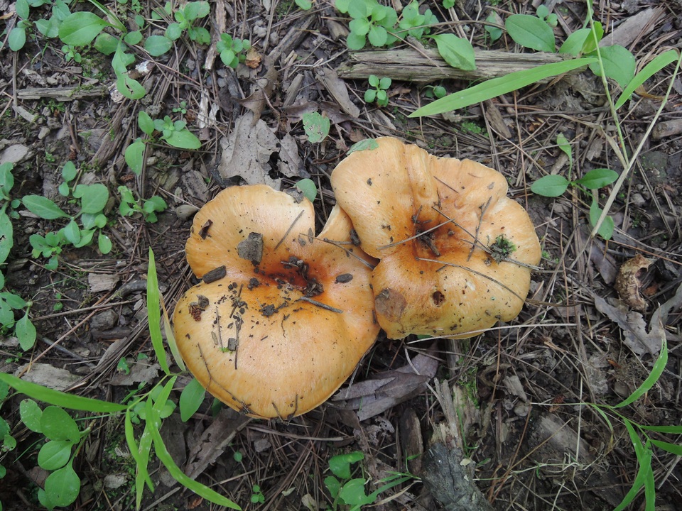 Lactarius agglutinatus image
