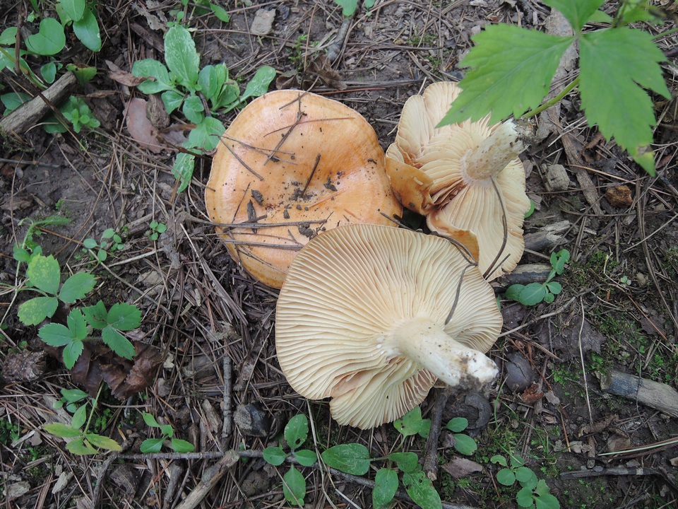 Lactarius agglutinatus image