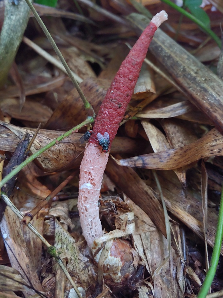 Mutinus bambusinus image