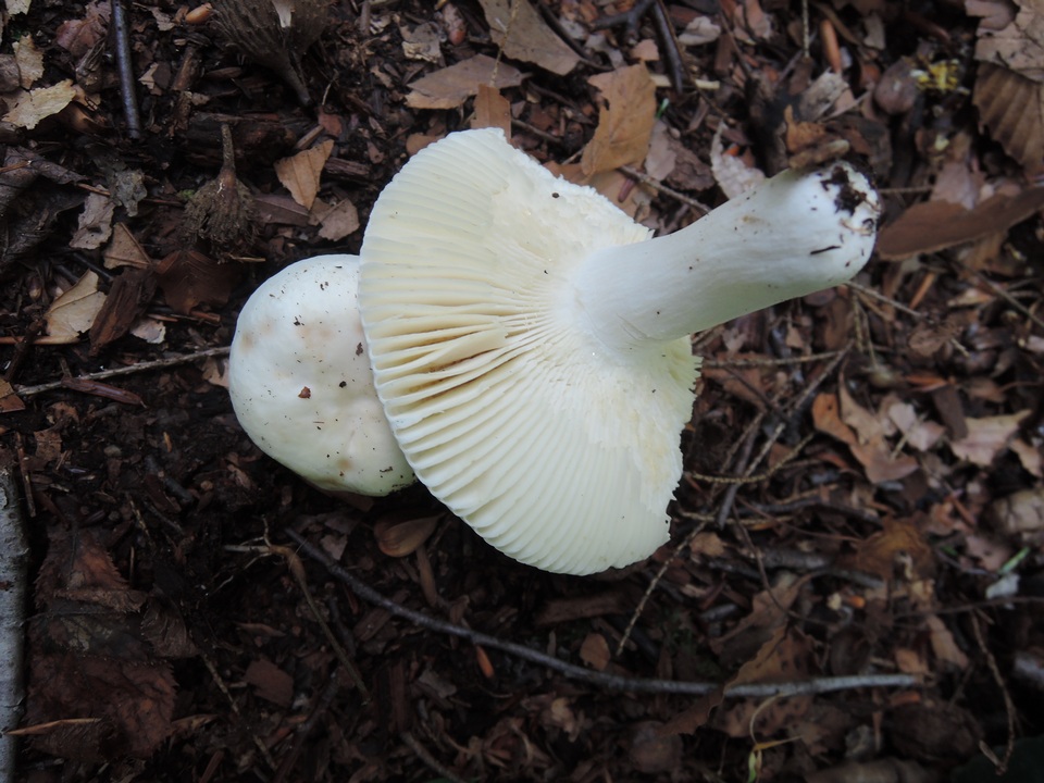 Russula subterfurcata image