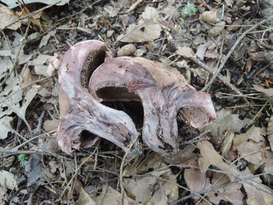 Sarcodon subincarnatus image