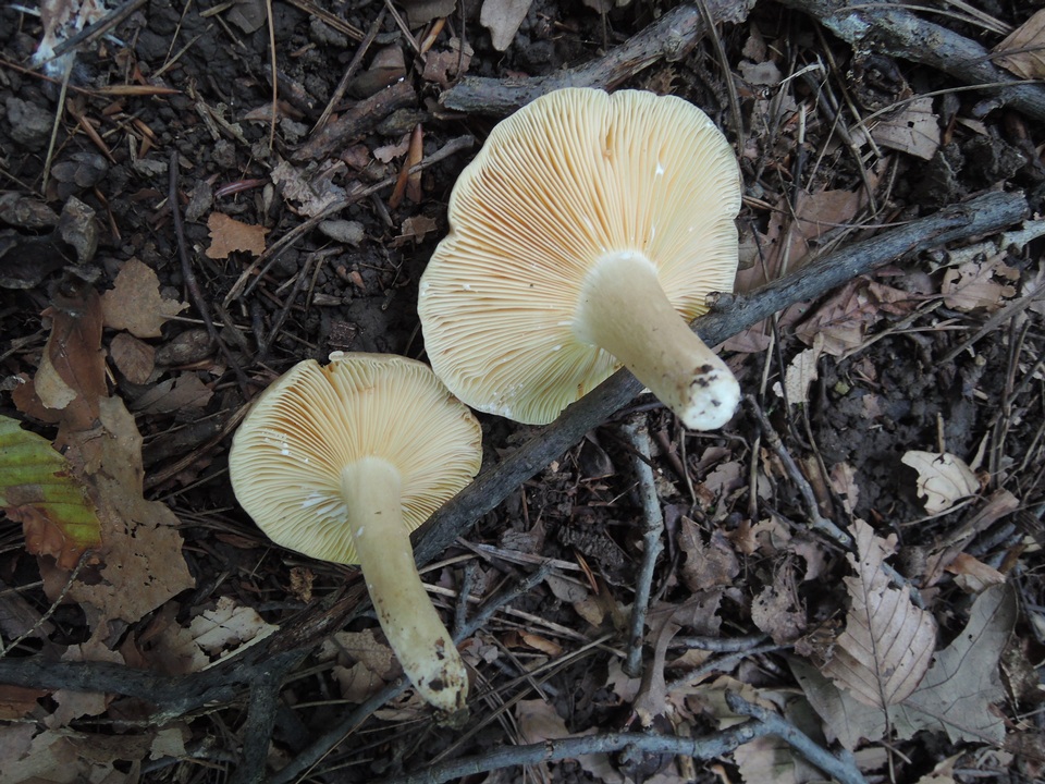 Lactarius fumosus var. fumosus image
