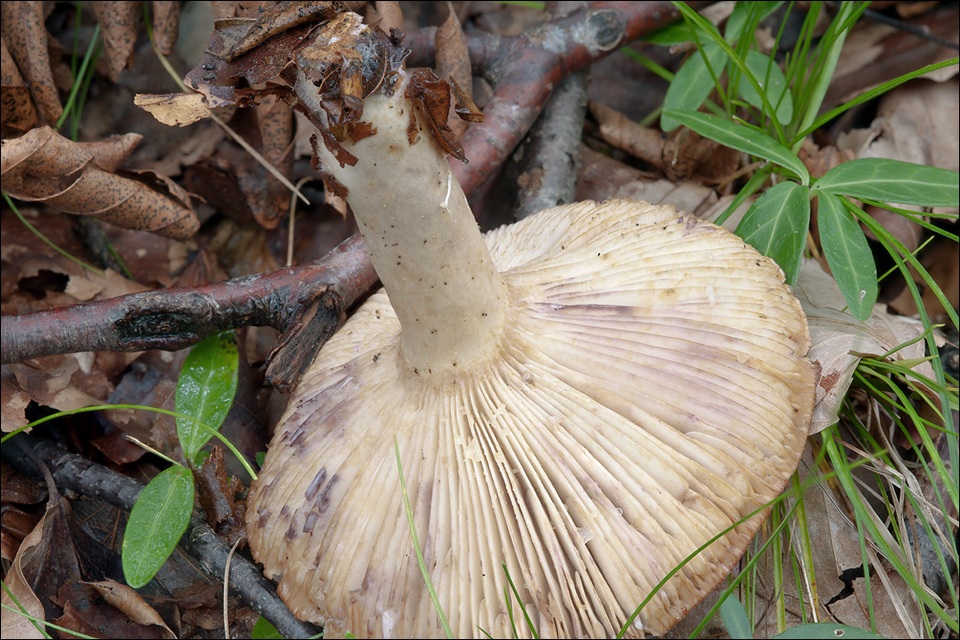 Lactarius luridus image