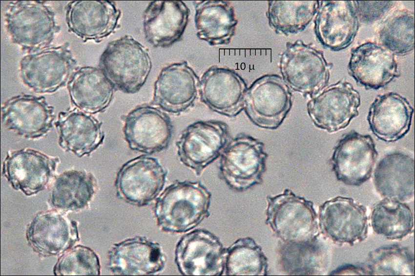 Lactarius luridus image