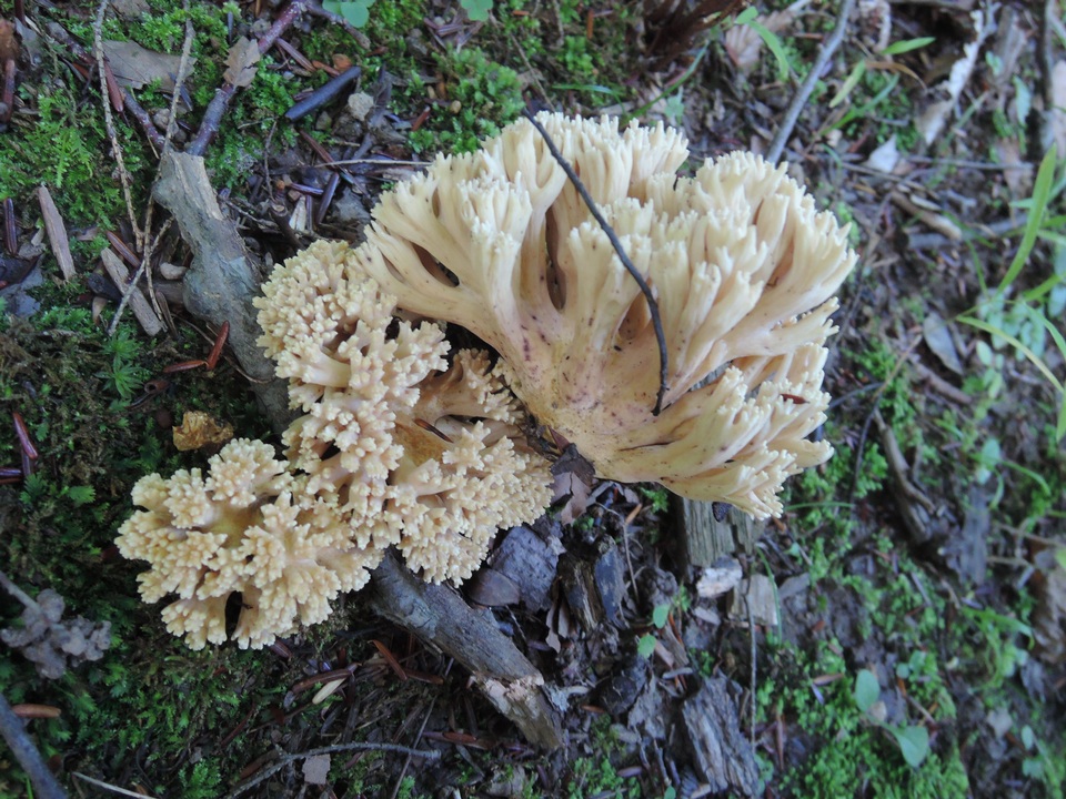 Ramaria pallida image