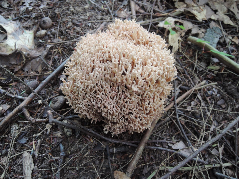 Ramaria coulterae image
