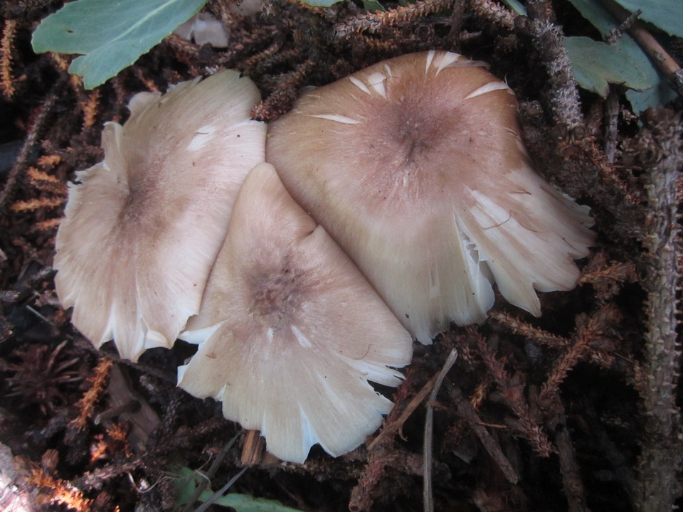 Megacollybia fallax image