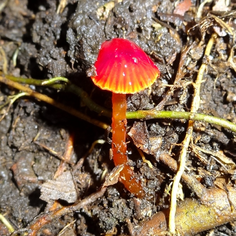 Hygrocybe hypohaemacta image
