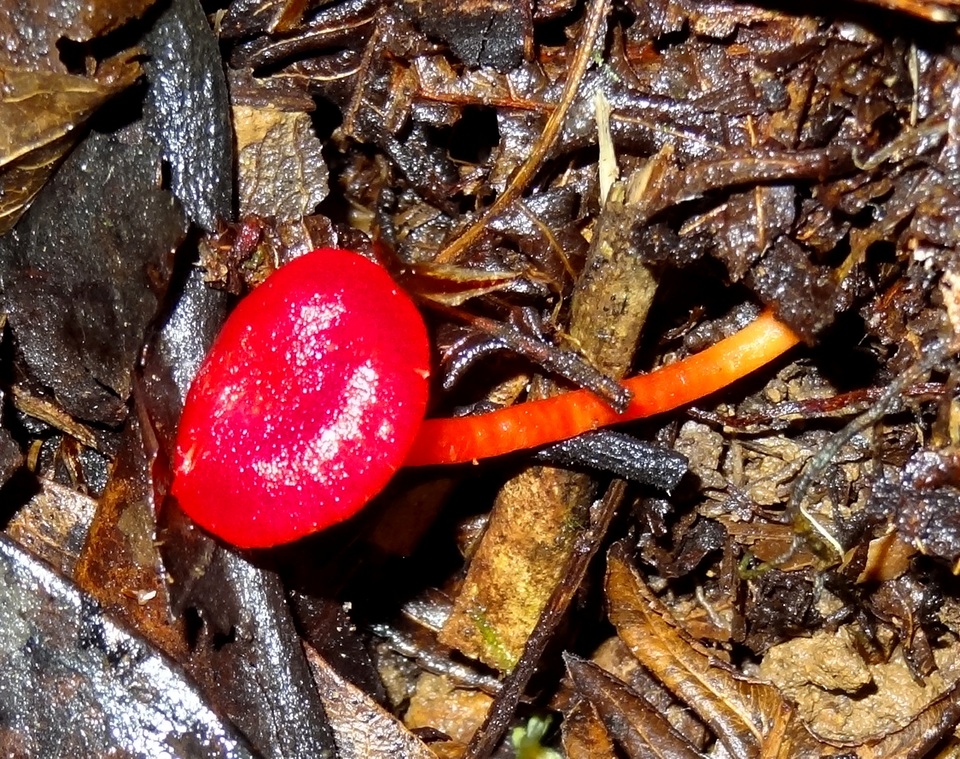 Hygrocybe hypohaemacta image