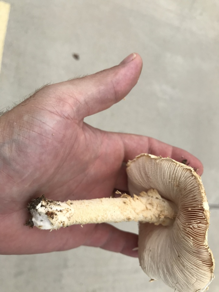Amanita nauseosa image