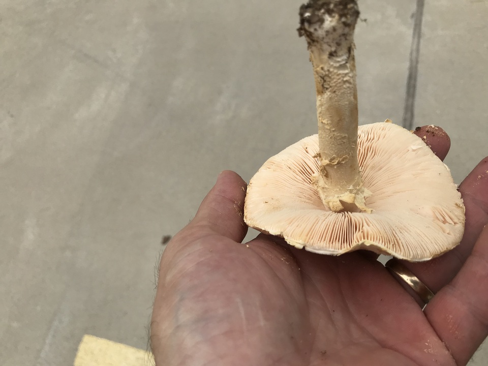Amanita nauseosa image