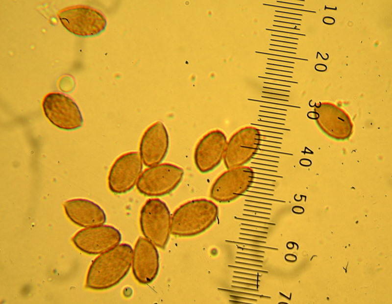 Cortinarius flavobasilis image