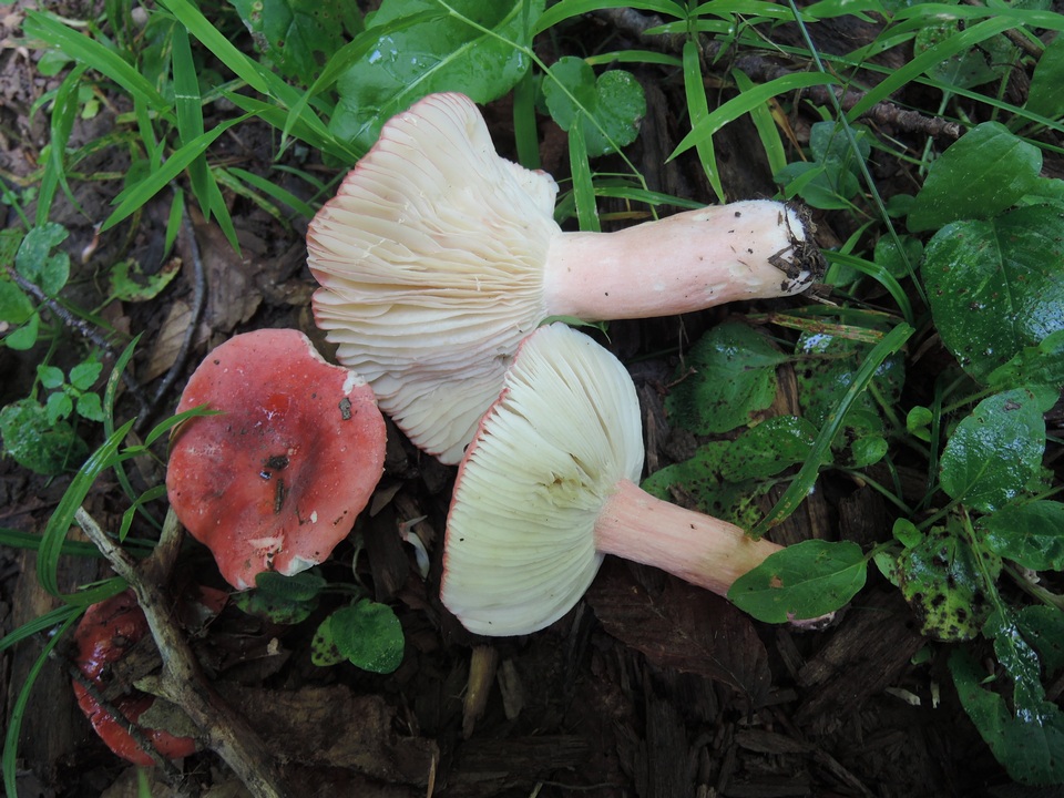 Russula subpunctata image