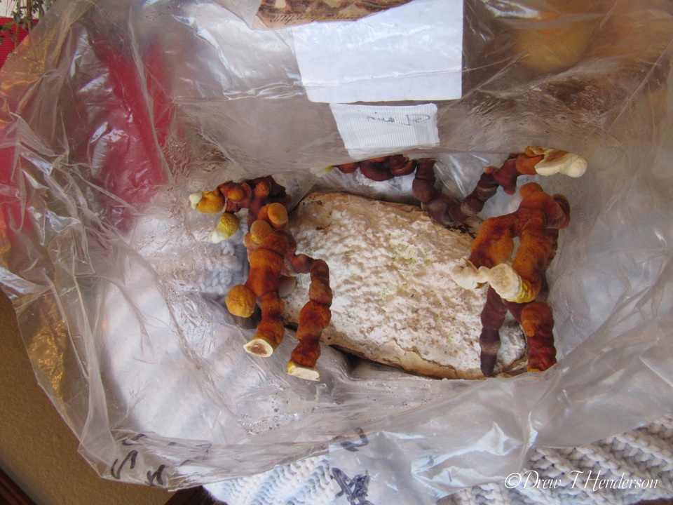 Ganoderma resinaceum image