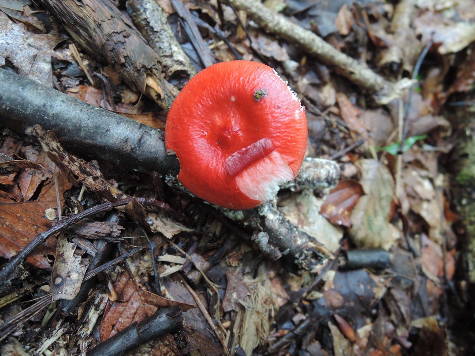 Russula praeumbonata image