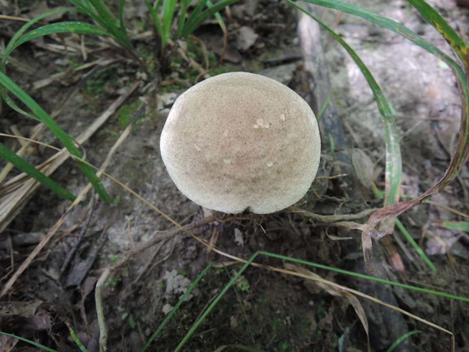 Leccinum subleucophaeum image