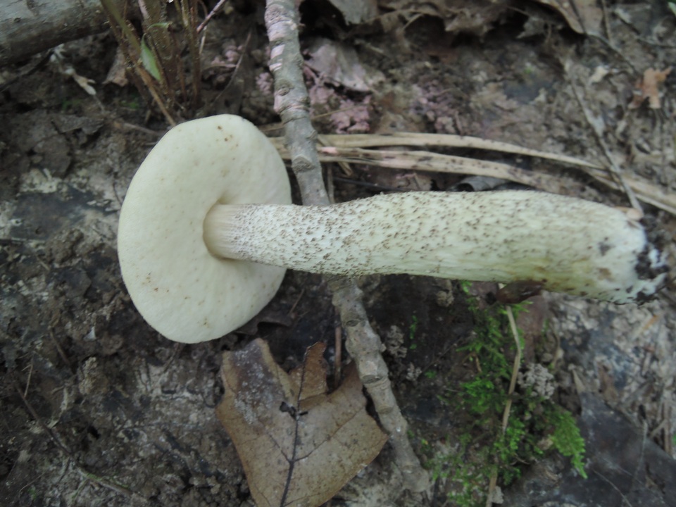 Leccinum subleucophaeum image