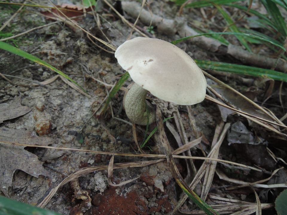 Leccinum subleucophaeum image