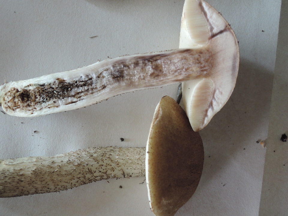 Leccinum subleucophaeum image
