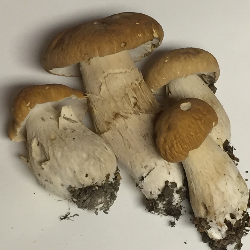 Boletus nobilissimus image