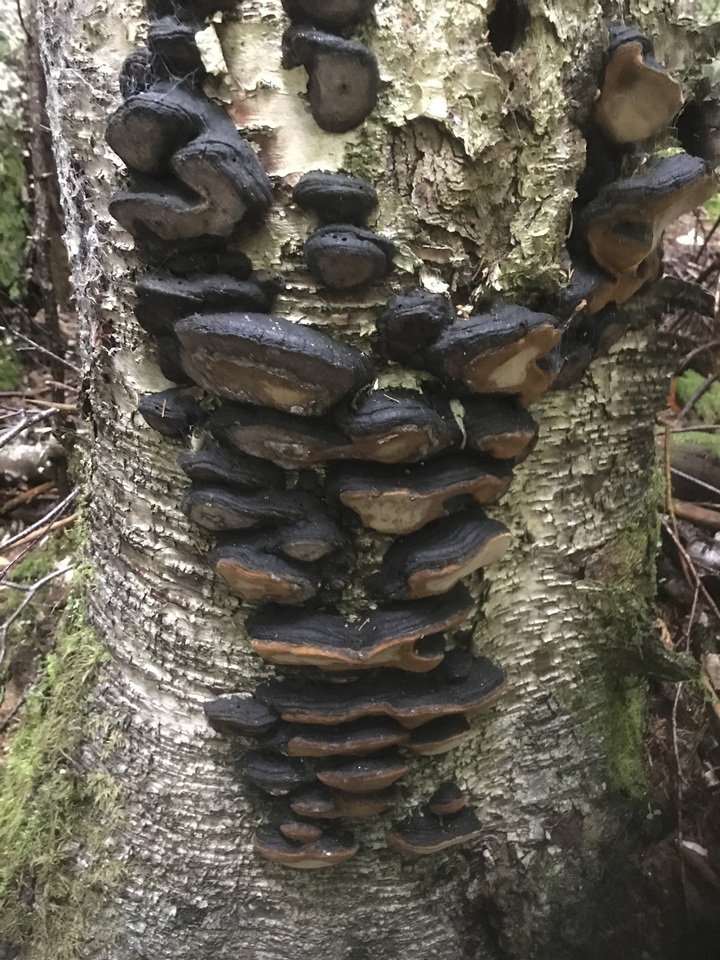 Phellinus lundellii image