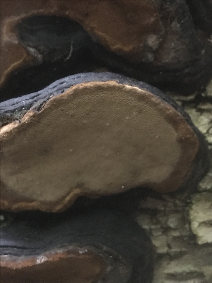 Phellinus lundellii image
