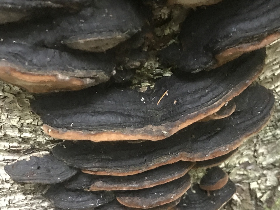 Phellinus lundellii image