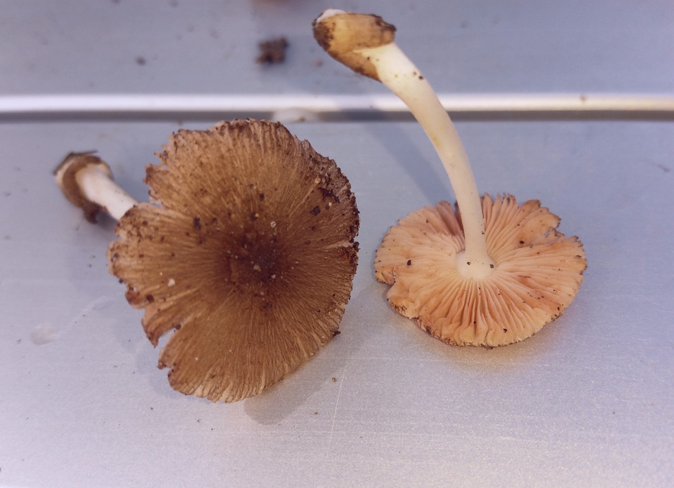 Volvariella nigrodisca image
