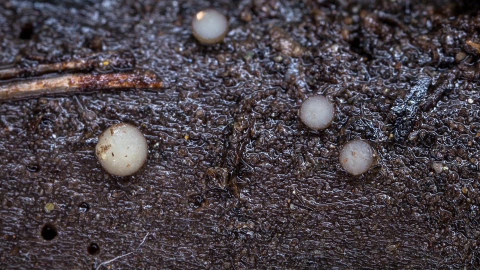 Vibrissea filisporia image