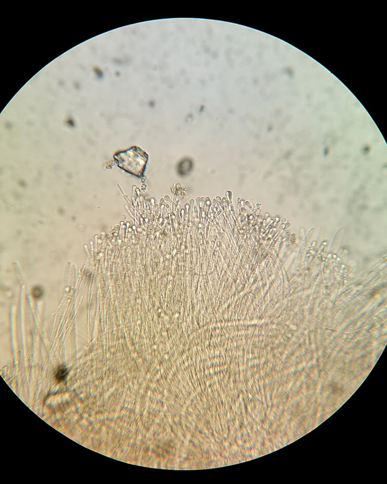 Vibrissea filisporia image