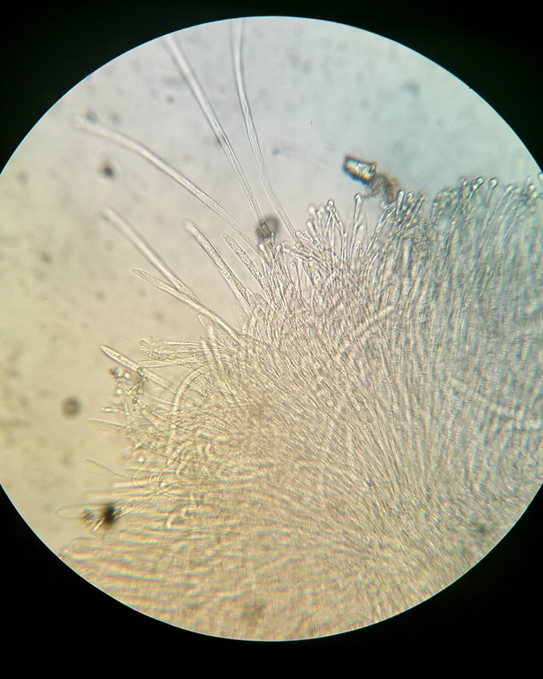 Vibrissea filisporia image