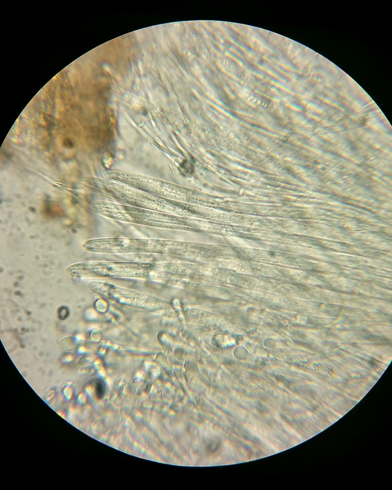 Vibrissea filisporia image