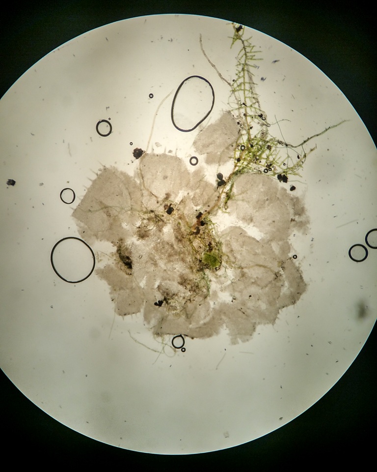 Pezoloma marchantiae image