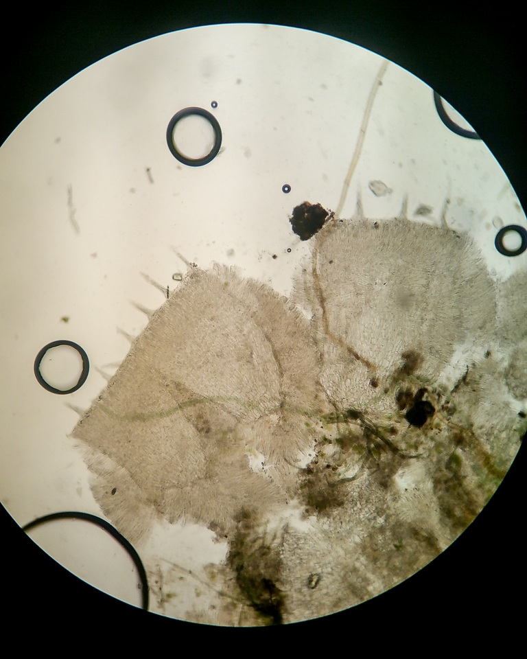 Pezoloma image