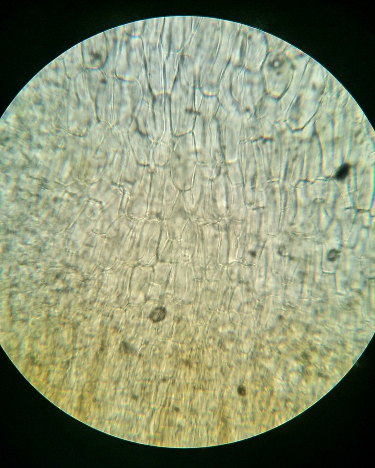 Pezoloma marchantiae image