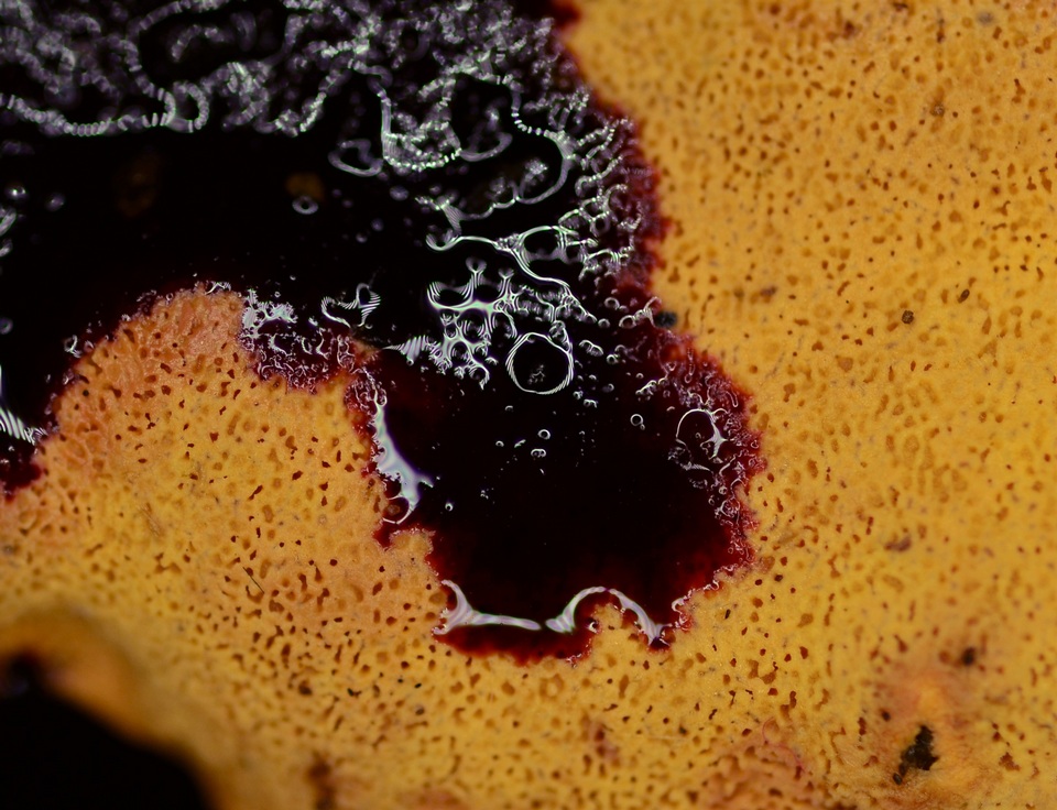 Hapalopilus mutans image