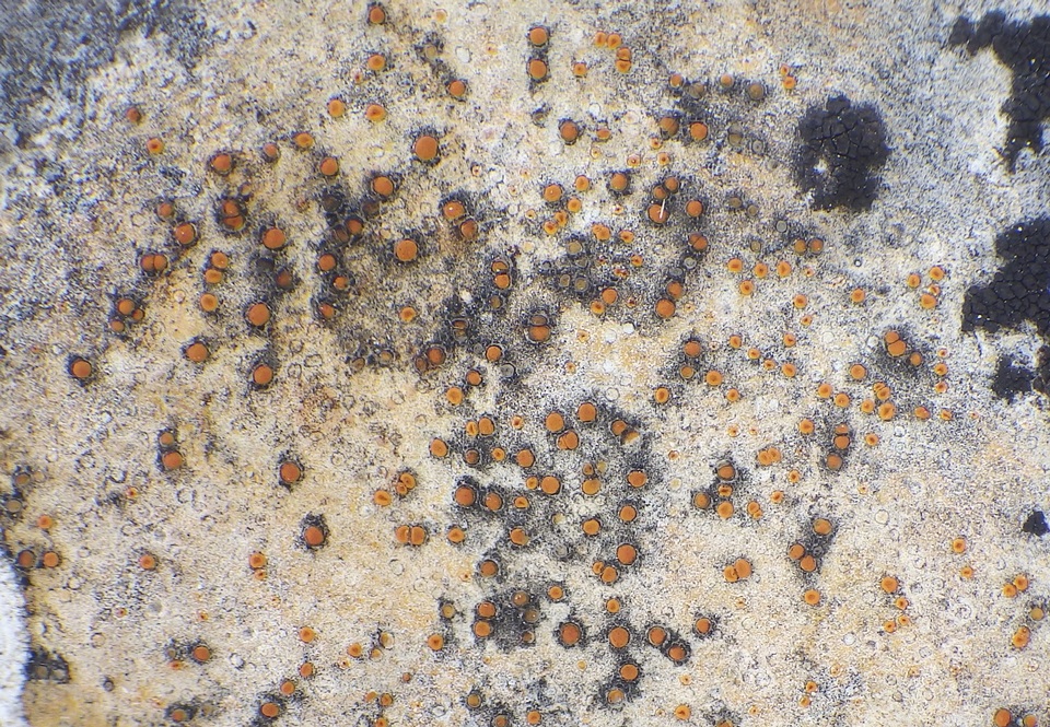 Caloplaca ochracea image