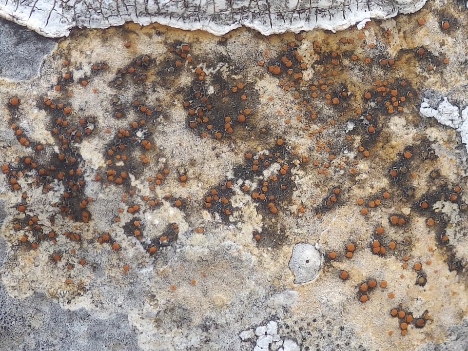 Caloplaca ochracea image
