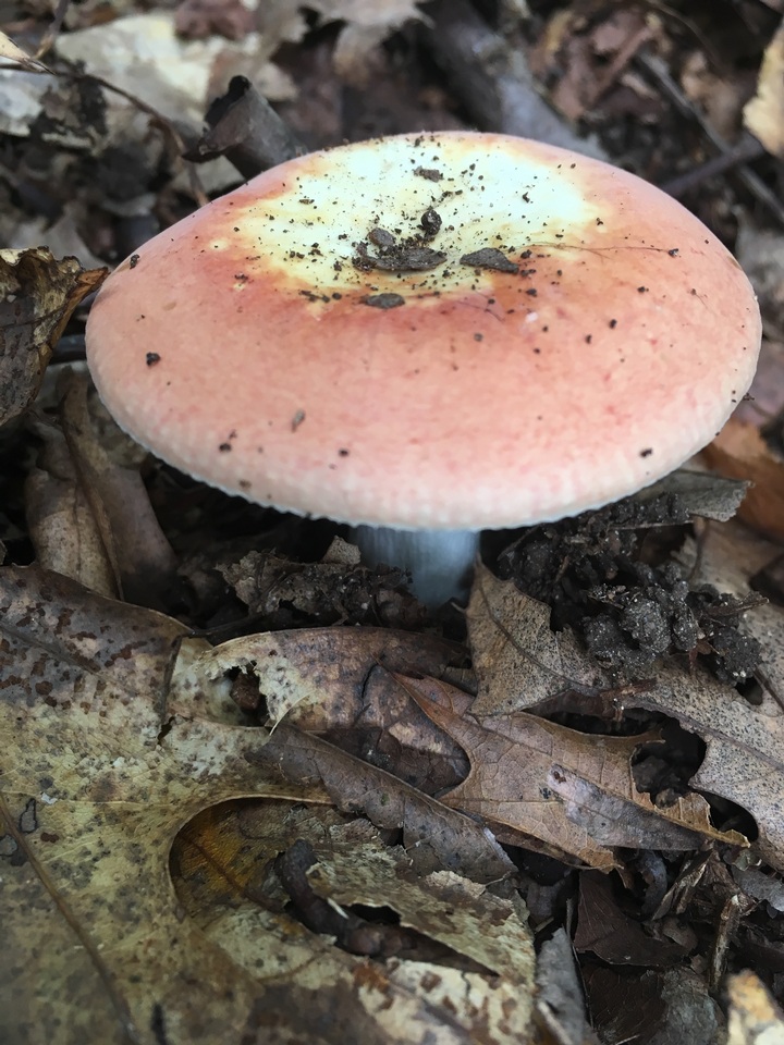 Russula fucosa image