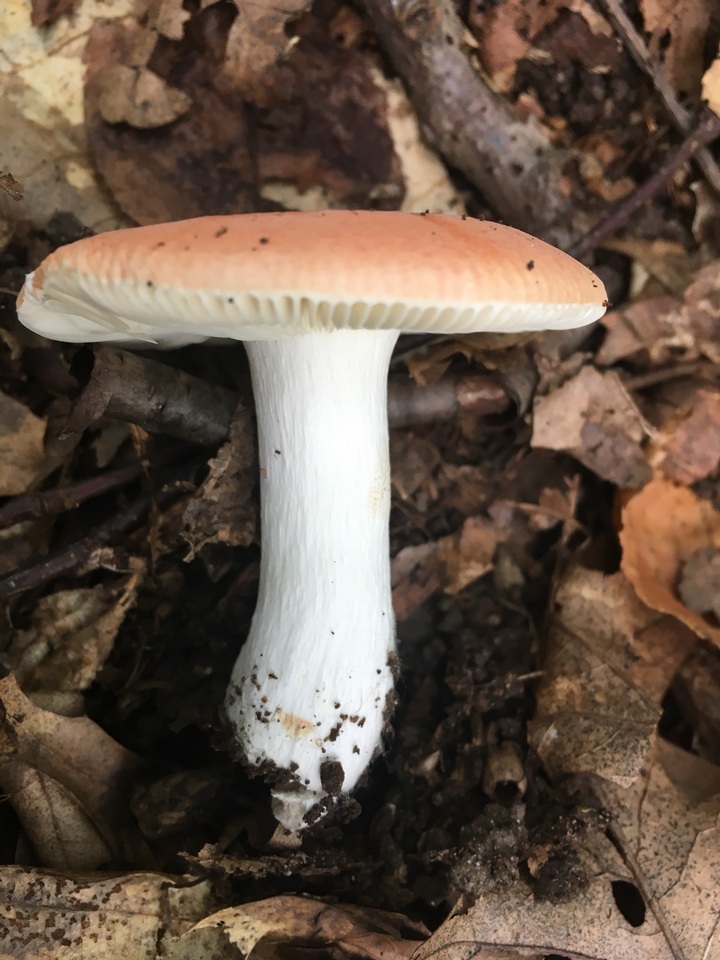 Russula fucosa image
