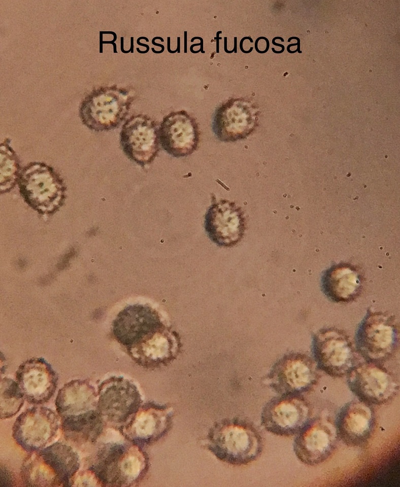 Russula fucosa image
