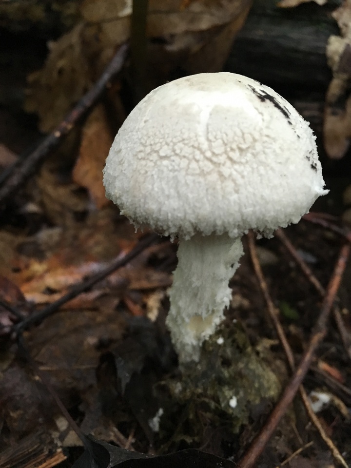 Amanita tephrea image
