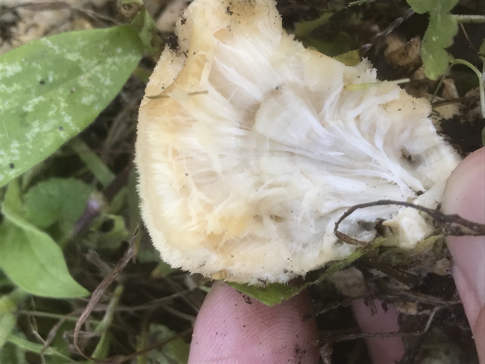 Postia ptychogaster image