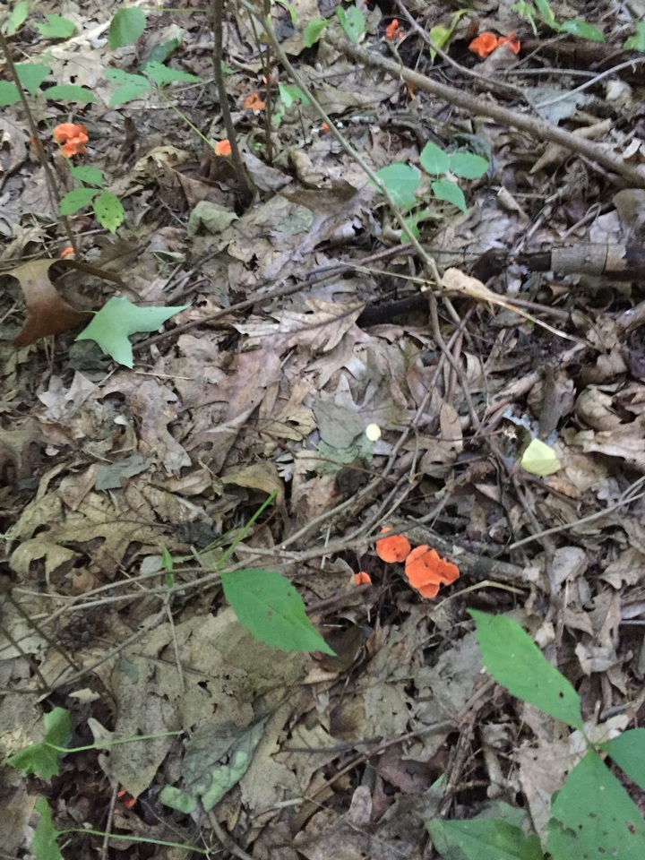 Cantharellus corallinus image